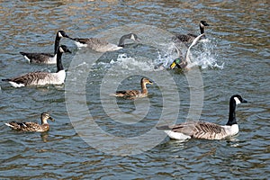 Aggressive animal behaviour in spring with 3 male mallard ducks fighting