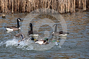 Aggressive animal behaviour in spring with 3 male mallard ducks fighting