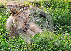 Aggressive Asiatic Lioness resting on the green grass field in a zoo