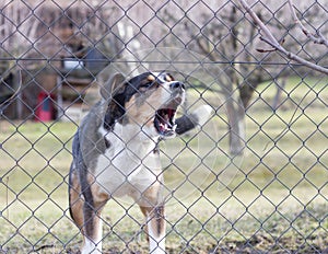 Aggressive barking dog behind fence guarding garden.