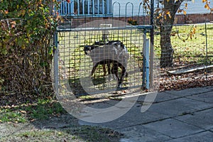 Aggressive barking dog behind fence guarding garden.