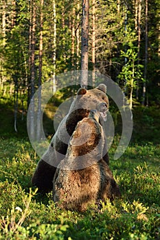 Aggressive bear. Angry bear. Bear fight.