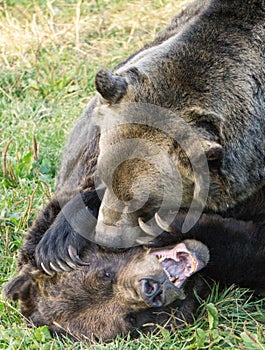 Aggressive bear fight