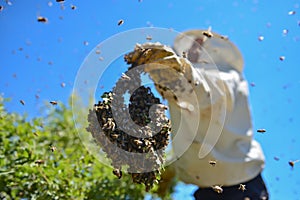 Aggressive bees and the bee colony