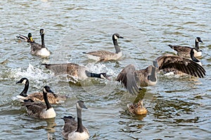 Aggressive behaviour between Canada Geese