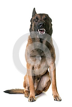 Aggressive belgian shepherd malinois