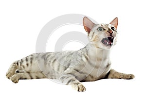 Aggressive bengal cat