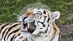 An aggressive bengal tiger portrait