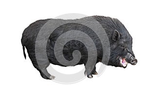 Aggressive big black pig isolated