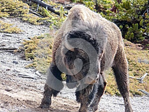 Aggressive Bison at the Yellowstone National Park
