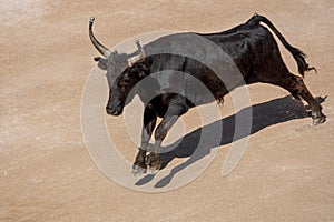 aggressive black bull