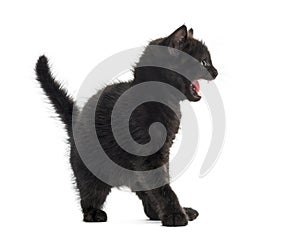 Aggressive black kitten