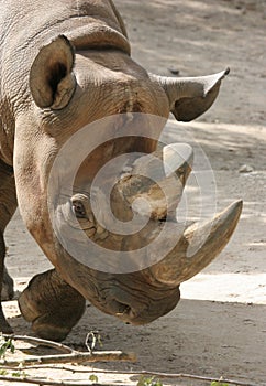 Aggressive Black Rhino