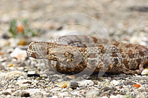 Aggressive blunt nose viper