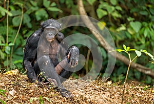Aggressive Bonobo photo