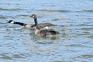 Aggressive Canada Geese