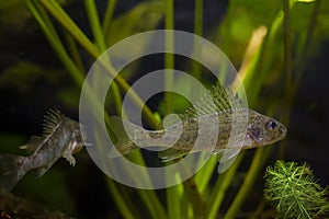 aggressive captive Eurasian ruffe, dominant and submissive wild small freshwater fish, omnivore coldwater species photo