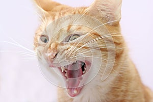 Aggressive cat photo