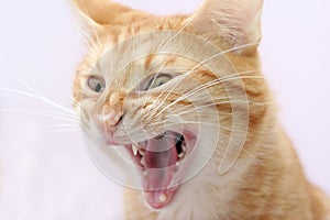 Aggressive cat