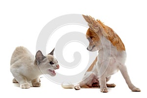 Aggressive cat and chihuahua