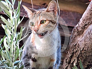 Aggressive cat stands on the tree