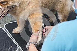 Ofensivo adiós el perro obtendrá cortar sobre el el perro. típico mascota cuidado servicio guarnición pelo de pierna 