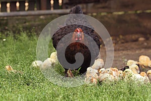 Aggressive clucking hen protecting chicks