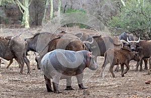 Aggressive Common Hippopotamus [hippopotamus amphibius] staring down a herd of cape buffalo in Africa