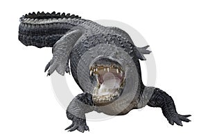 Aggressive Crocodile photo