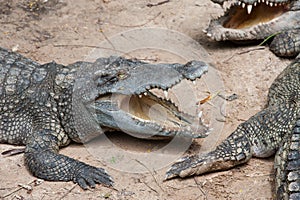 Aggressive Crocodile