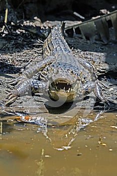 Aggressive crocodile in Tortuguero - Costa Rica