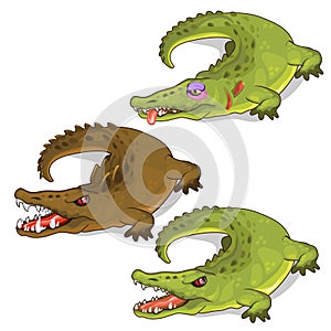 Aggressive crocodiles and crocodile with a bruise.