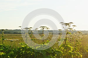 Aggressive dangerous plant Giant Hogweed heracleum sphondylium