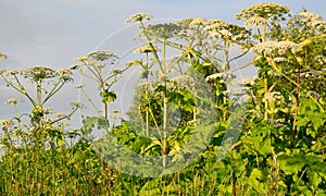 Aggressive dangerous plant Giant Hogweed heracleum sphondylium