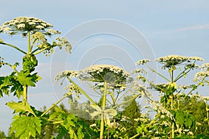 Aggressive dangerous plant Giant Hogweed heracleum sphondylium