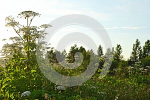 Aggressive dangerous plant Giant Hogweed heracleum sphondylium
