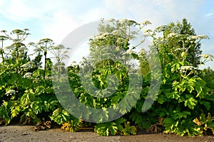 Aggressive dangerous plant Giant Hogweed heracleum sphondylium