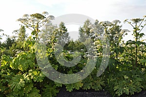 Aggressive dangerous plant Giant Hogweed heracleum sphondylium