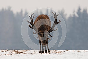 Aggressive Deer. Head Down Adult Powerful Red Deer With Trophy Horns Goes Directly To You. Attacking Deer Stag Closeup. Dominant R