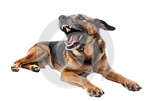 Aggressive Dog Barking with Bared Teeth