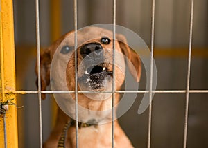 Aggressive dog barks with foam around mouth behind bars