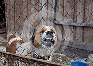 Aggressive dog in cage
