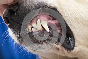 Aggressive dog.The dog grins and shows his teeth photo