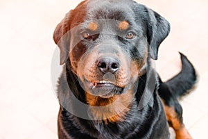 Aggressive dog, Labrador sunlit, rabies in animals photo