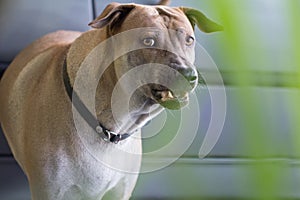 Aggressive dog shows dangerous teeth, Fierce dogs watching cars, photo