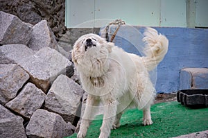 Aggressive dog shows dangerous teeth. The white dog was chained up.