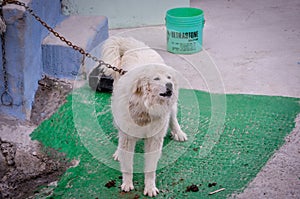 Aggressive dog shows dangerous teeth.The white dog was chained up.