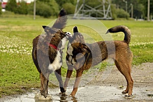 Aggressive dog. Training of dogs. Puppies education, cynology, intensive training of young dogs. Young energetic dog on a walk.