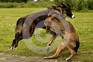 Aggressive dog. Training of dogs. Puppies education, cynology, intensive training of young dogs. Young energetic dog on a walk.