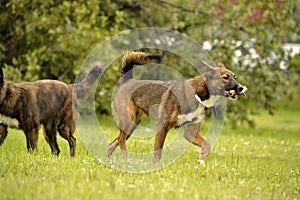 Aggressive dog. Training of dogs. Puppies education, cynology, intensive training of young dogs. Young energetic dog on a walk.